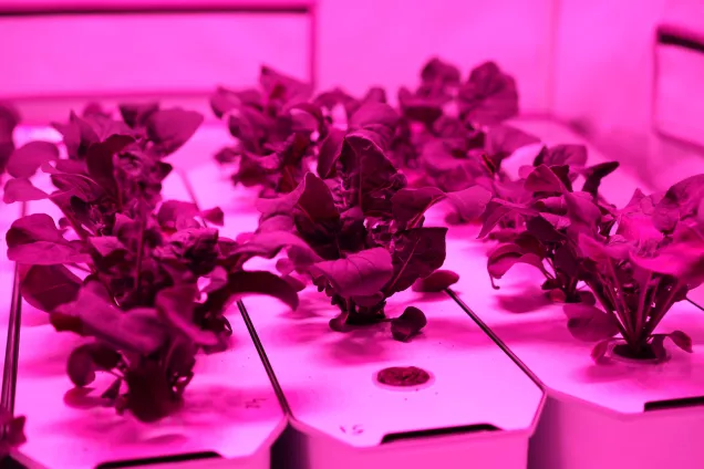 Ruccola leaves in a laboratory with infrared light. Photo.