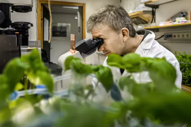 Researchers look under a microscope. Photo.