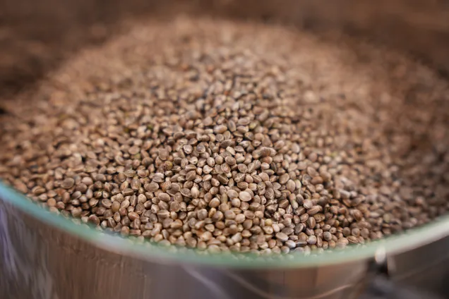 Bruna korn i en metallskål. Foto.