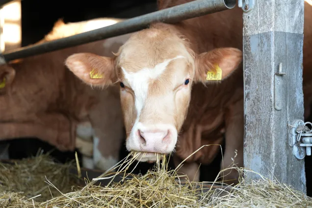Ansiktet av en brun och vit tjur. Foto.