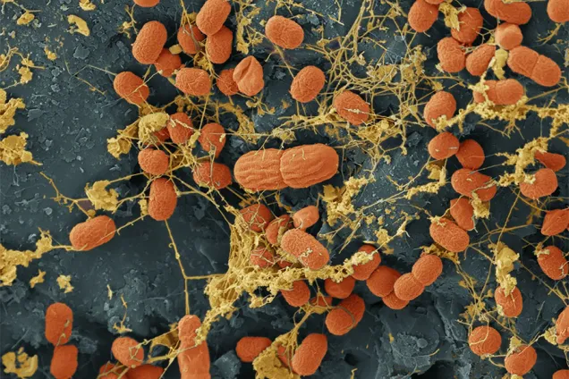 Ett sandkorn sett i mikroskop. Foto.