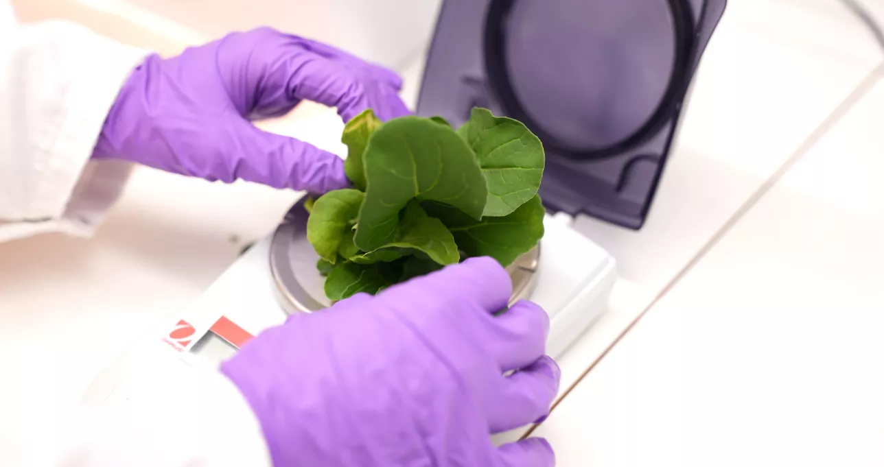 En forskares händer som lägger basilikablad på en skala. Foto.