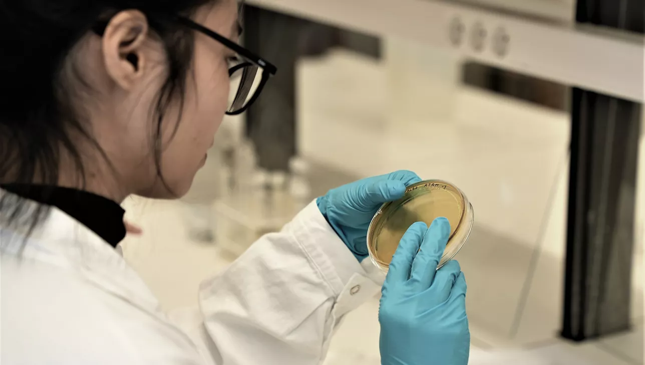 Forskare i labbrock tittar på en gul bakteriekultur. Foto.